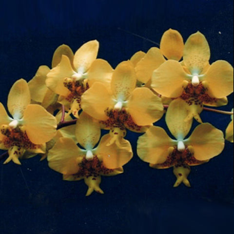Phal. stuartiana var. nobilis 'Xiuya' × sib 史塔基黃 '秀雅' 兄弟交