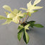 [Bare-root]Philodendron Florida Ghost 幽靈蔓綠絨 [Wishlist]
