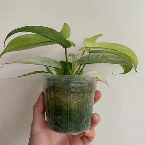 Philodendron Florida Ghost 幽靈蔓綠絨