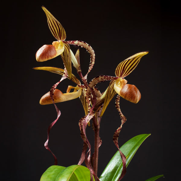 Bare-Root]Paph. sanderianum 皇后兜蘭 [May Paph Preoder] – Orchidmart